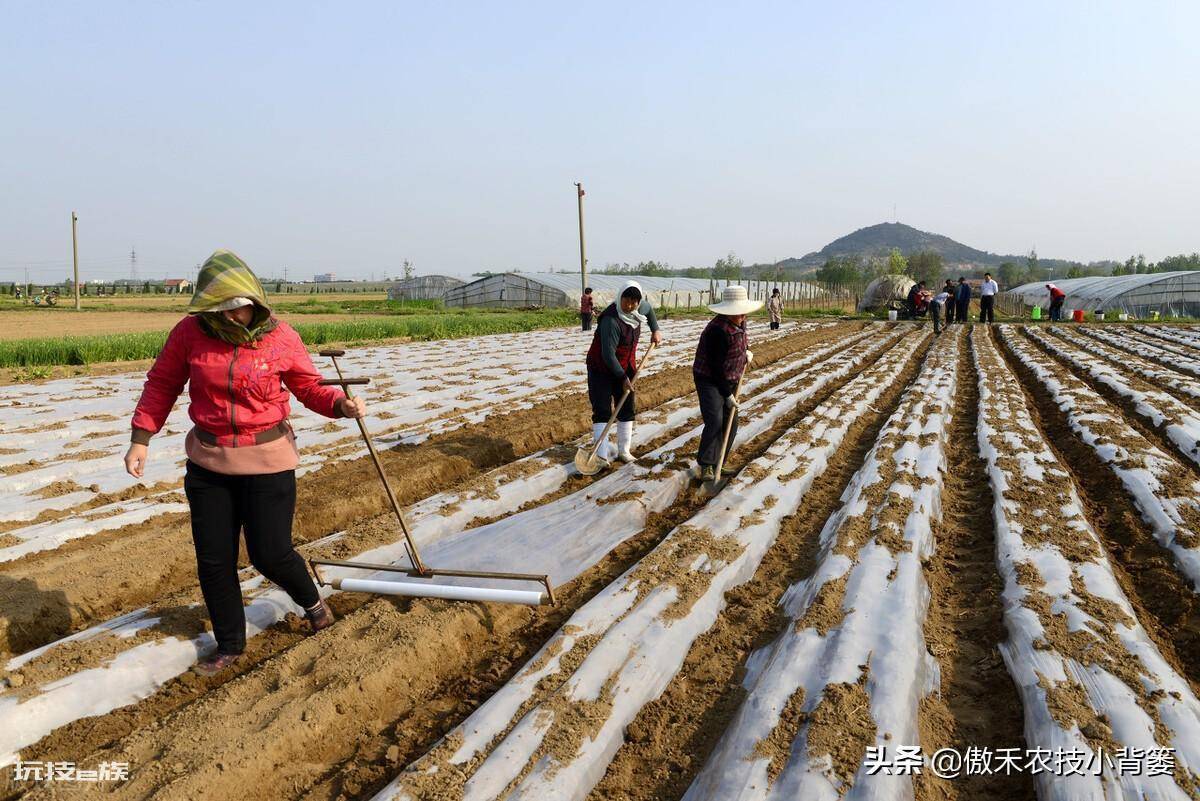黑地膜和白地膜哪个效果好点(秋冬季节种植选择身颜色地膜)-图片7